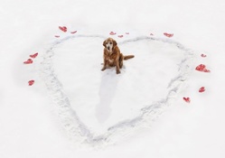 Winter _ Love _ Dog