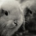 black_and_white_bunnies.jpg