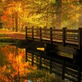 wooden_bridge_in_autumn_forest.jpg