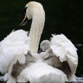 Lovely swan