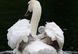 Lovely swan