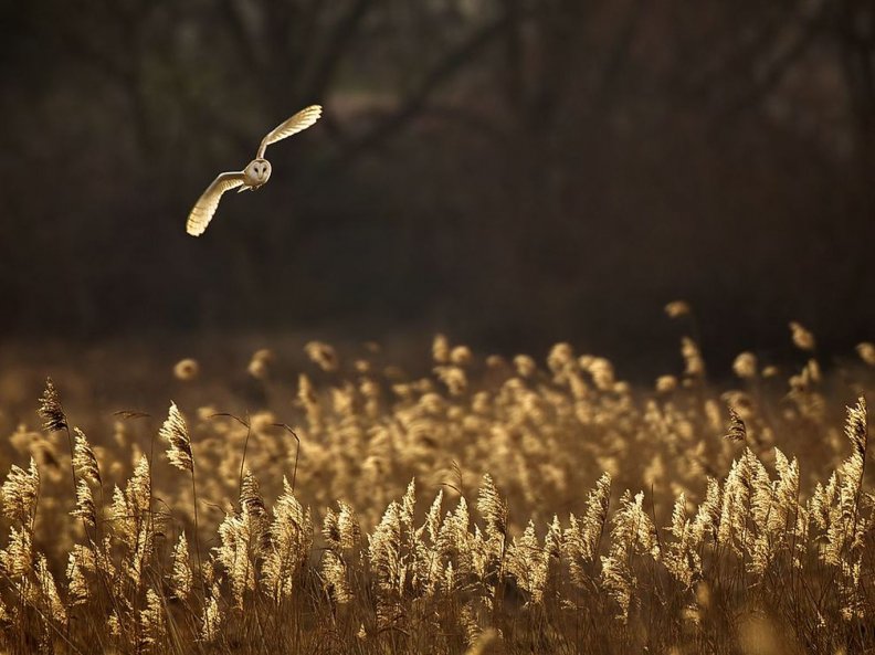 owl_flight_reeds.jpg