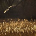 Owl flight reeds