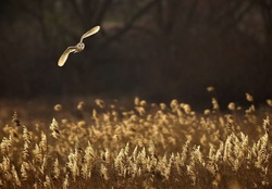 Owl flight reeds
