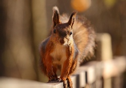 *** Red squirrel ***