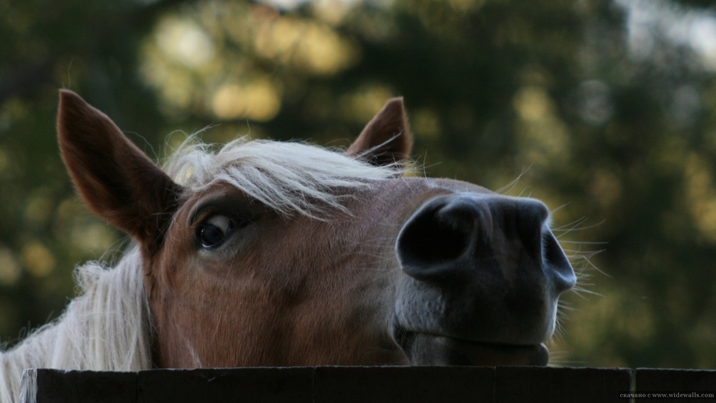 Horse Muzzle