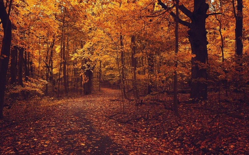 Autumn Forest Road