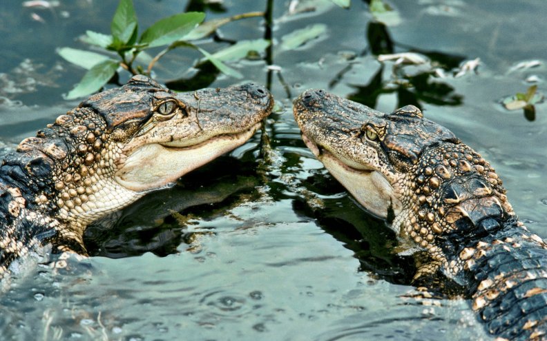 *** Crocodiles ***
