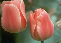 Lovely Pink Tulips