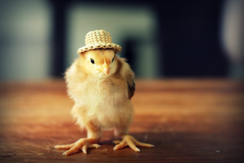 chicken_in_hat.jpg