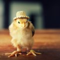 Chicken in hat