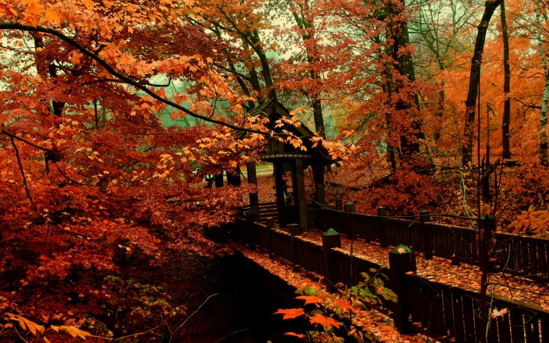 autumn_foliage_above_a_bridge.jpg
