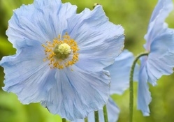 blue poppy flowers