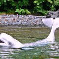 Beluga Whale at Vancouver Aquarium