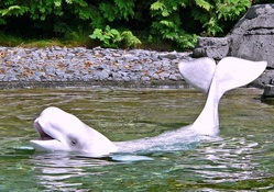 Beluga Whale at Vancouver Aquarium
