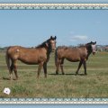 Country living horses