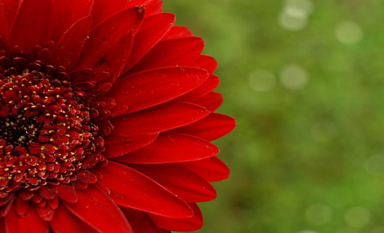 red_daisy.jpg
