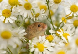 *** MOUSE WITH FLOWERS ***