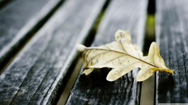 oak_leaf_on_wooden_bench.jpg