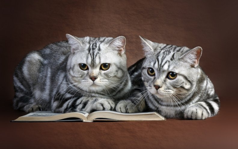cats_reading.jpg