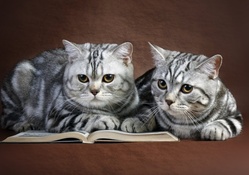 Cats reading