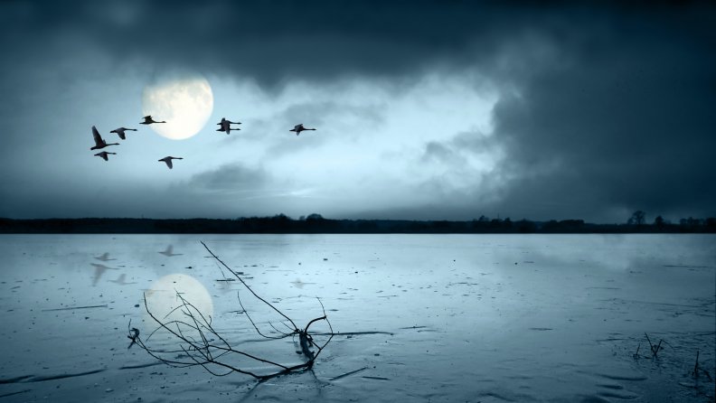 flight of swans over a moonlit lake