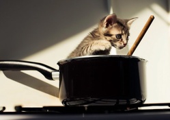 *** Cat in the pot ***