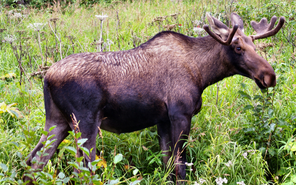Anchorage Moose 2