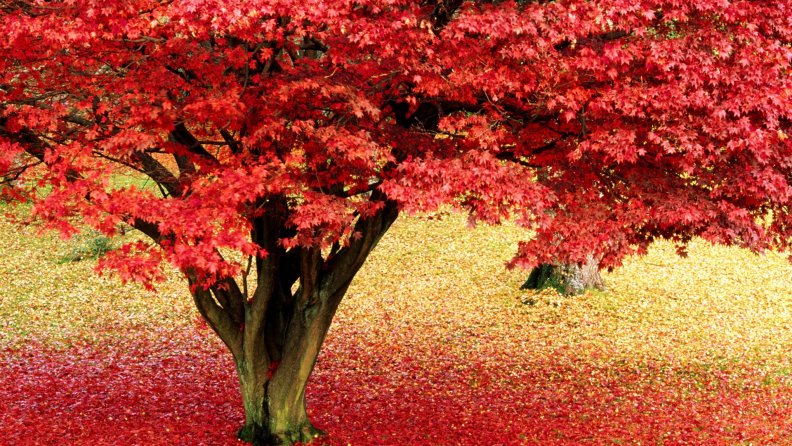 lonely_autumn_tree.jpg