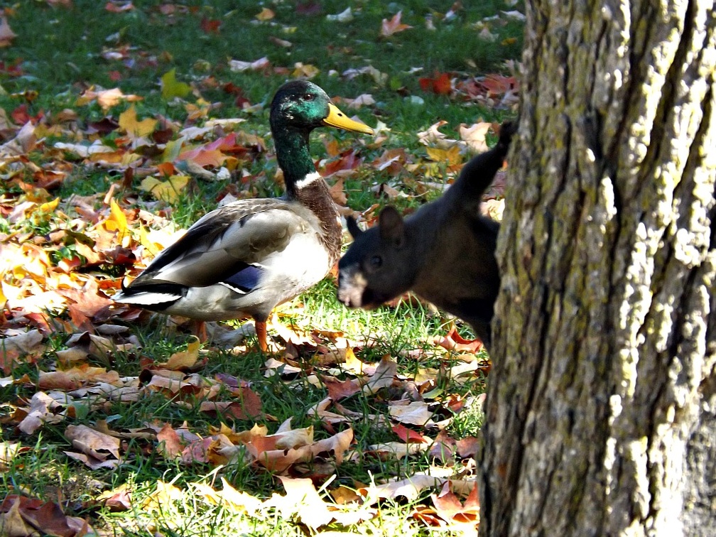 squirrel &amp; duck