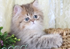Persian kitten in a basket