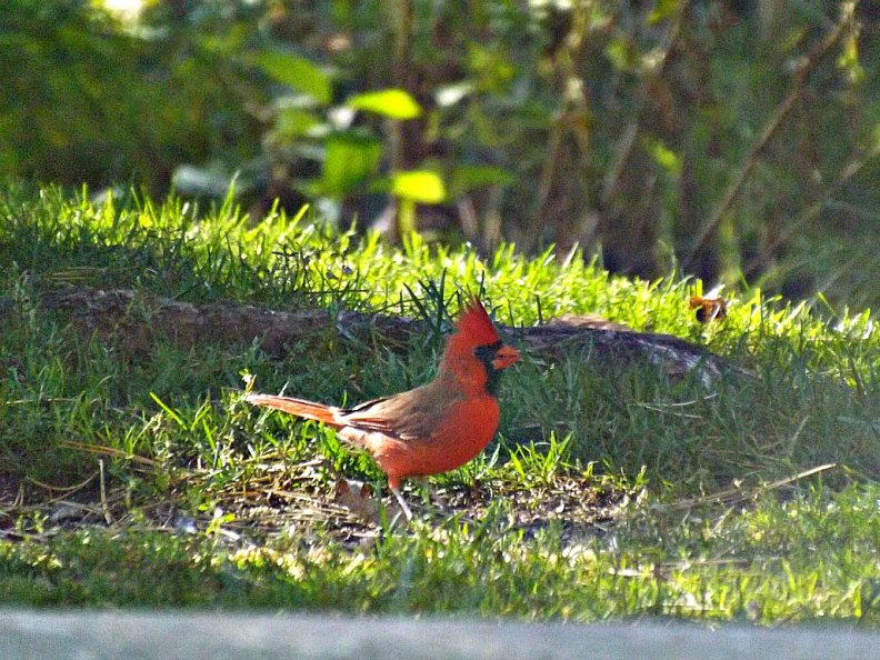 red_cardinal.jpg