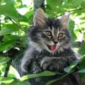 joyful kitty on a tree