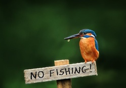 *** Kingfisher _ No fishing ***