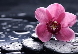 Pink SPA Orchid