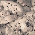 Baby dalmations