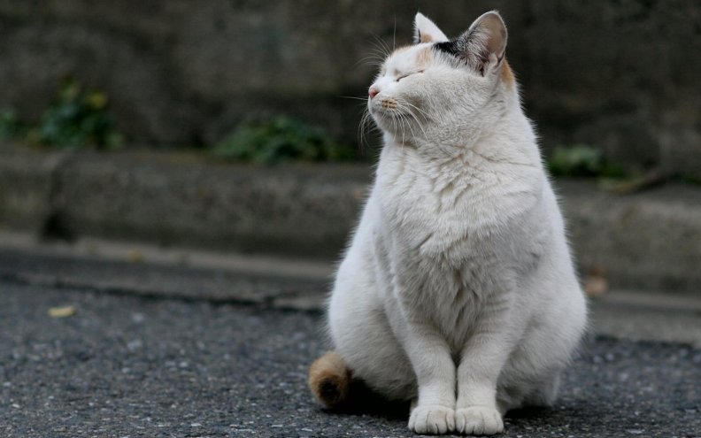 white_cat.jpg