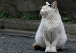 *** White cat ***