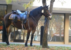 California Police Horse