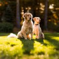 Golden retriever dogs