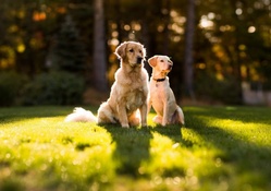 Golden retriever dogs