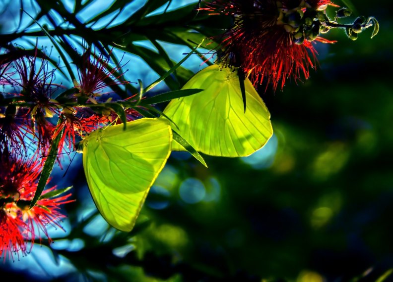 beautiful_butterflies.jpg