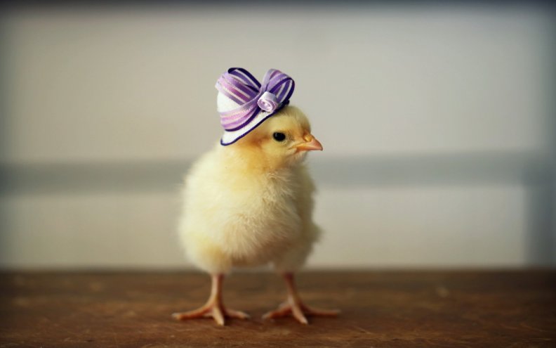chicken_in_hat.jpg