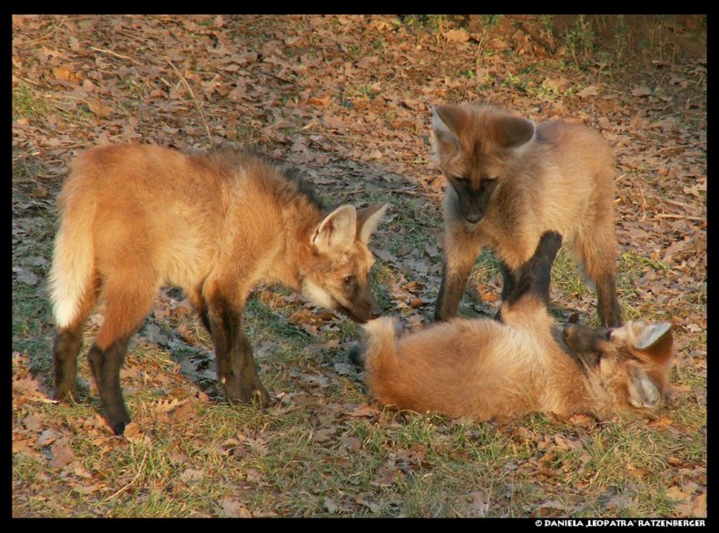 Maned Wolf Pups Playing