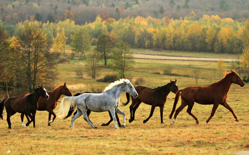 horses_in_a_pasture.jpg