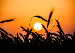 Wheat Sunset Silhouette