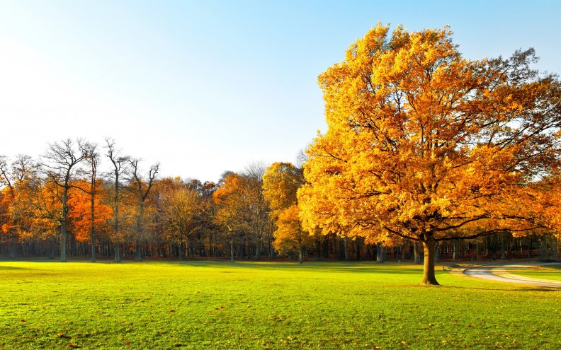 autumn_trees_on_green_grass.jpg