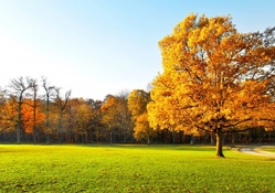 Autumn Trees on Green Grass