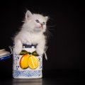 *** Kitten in jar ***