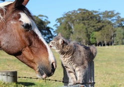 *** CAT AND HORSE ***